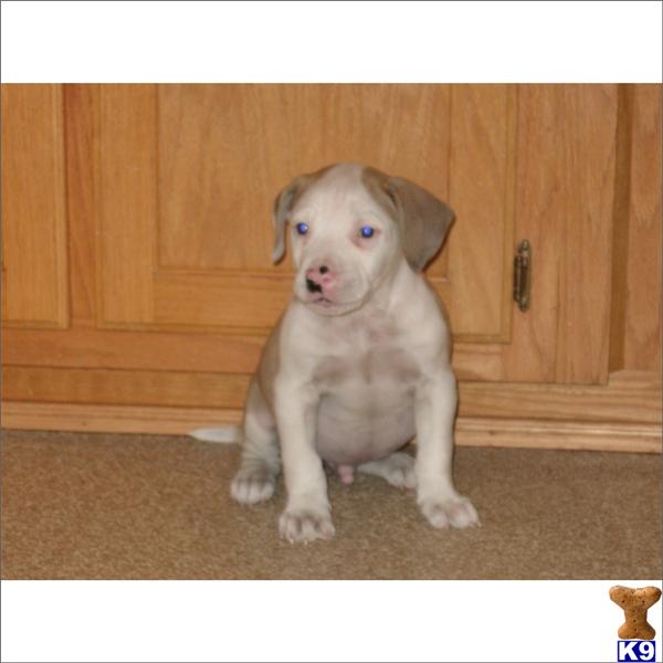 American Bulldog Puppies in FL